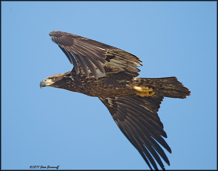 _1SB7491 immature bald eagle.jpg